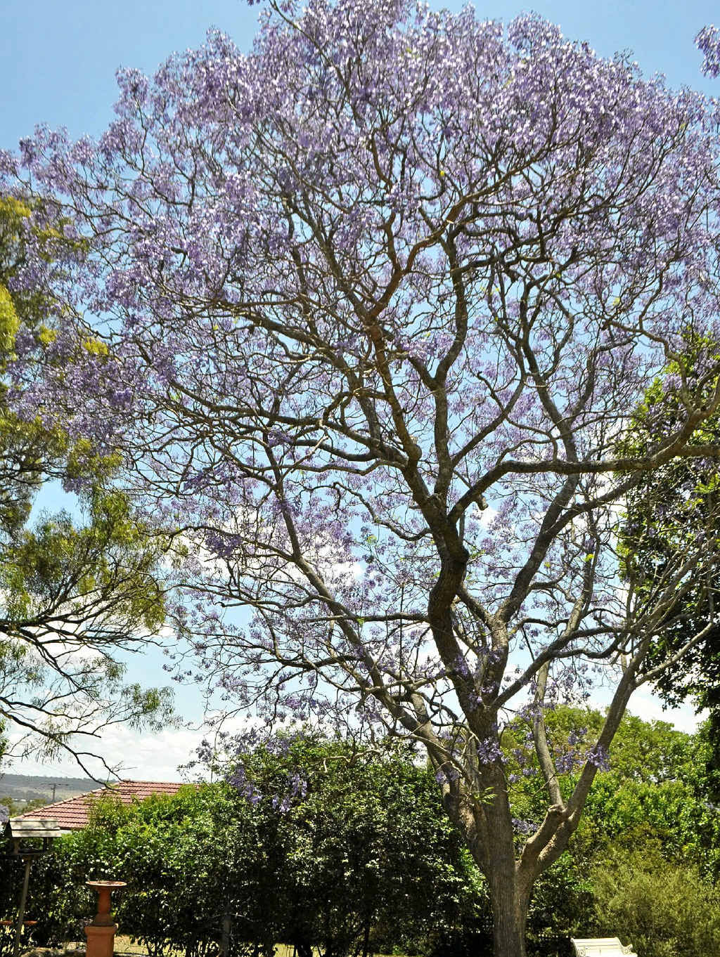 See the thriving jacarandas at Deconlay. See the thriving jacarandas at Deconlay.